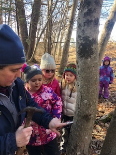 GSB K kids tapping sugar maples with Sarah Gladu of Coastal Rivers