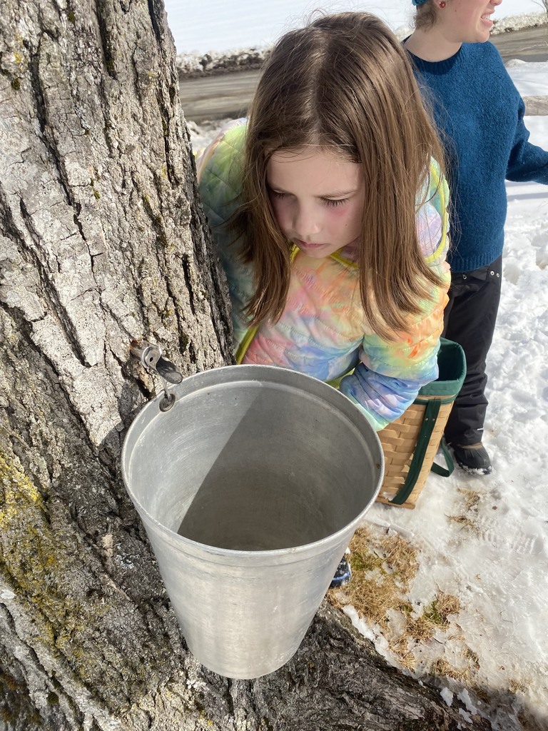 3rd grade maple tapping