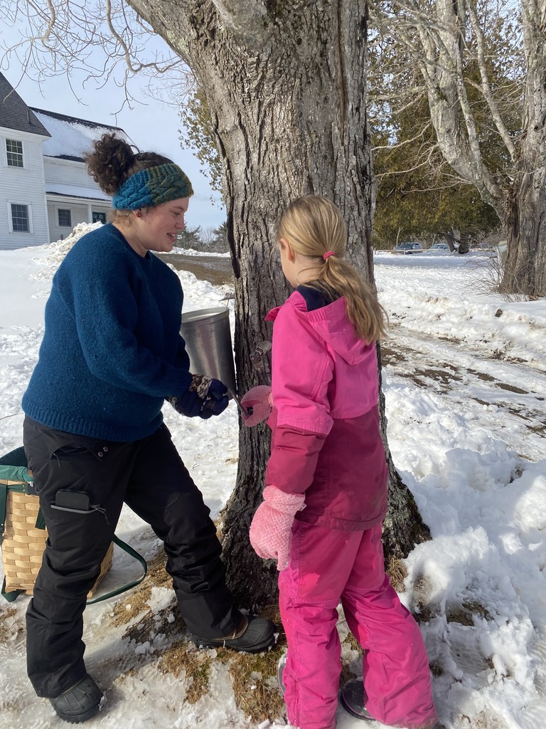 3rd grade maple tapping