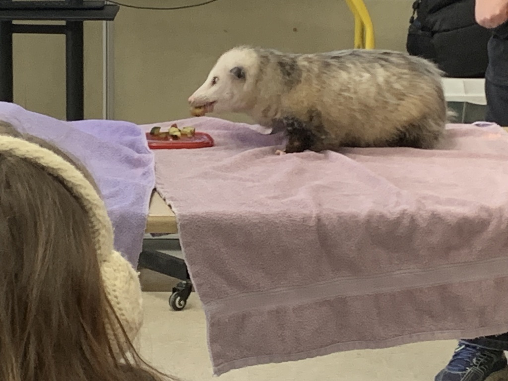 Opossum at GSB